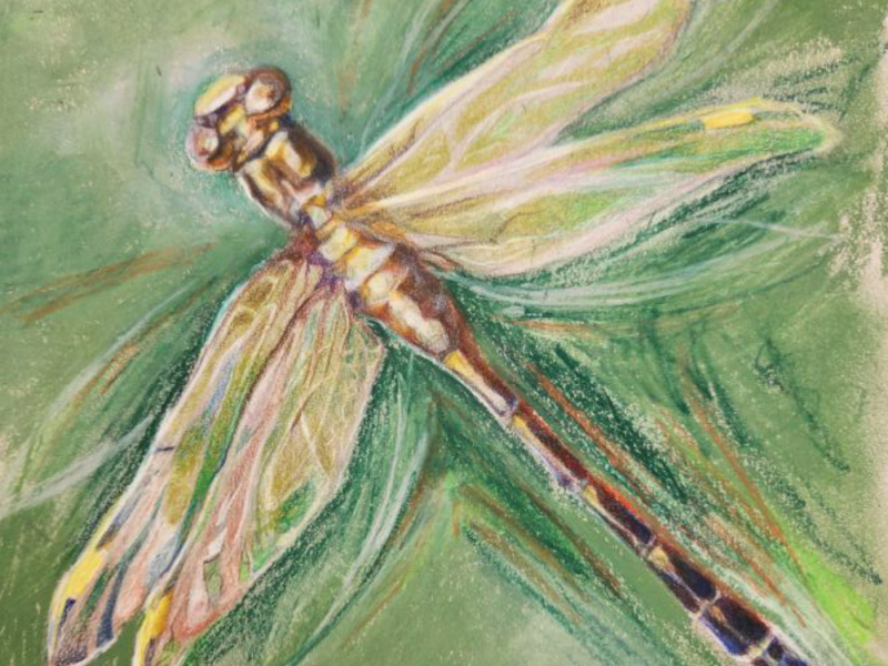 Survey of Odonates (Dragonflies &&nbsp;Damselflies)