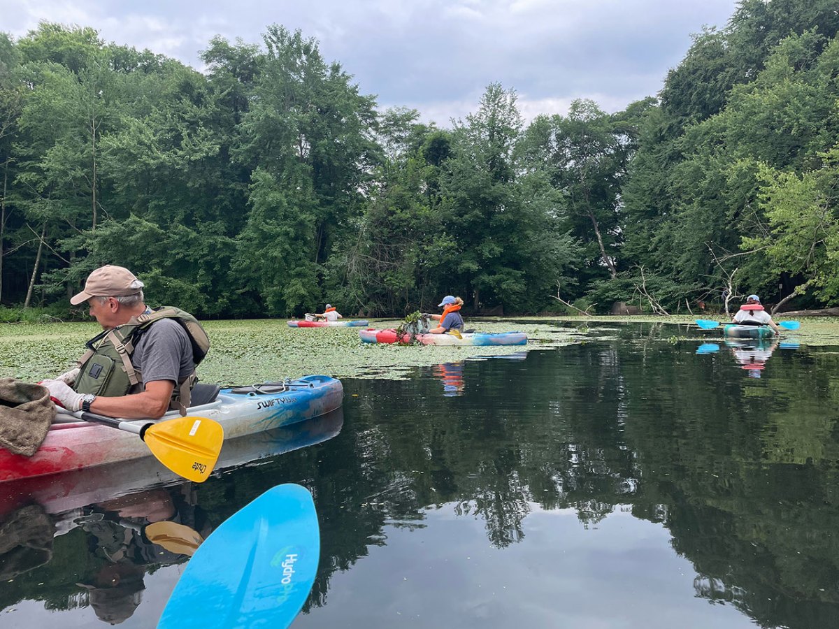 Barber Pond Invasive Water Chestnut&nbsp;Pulls
