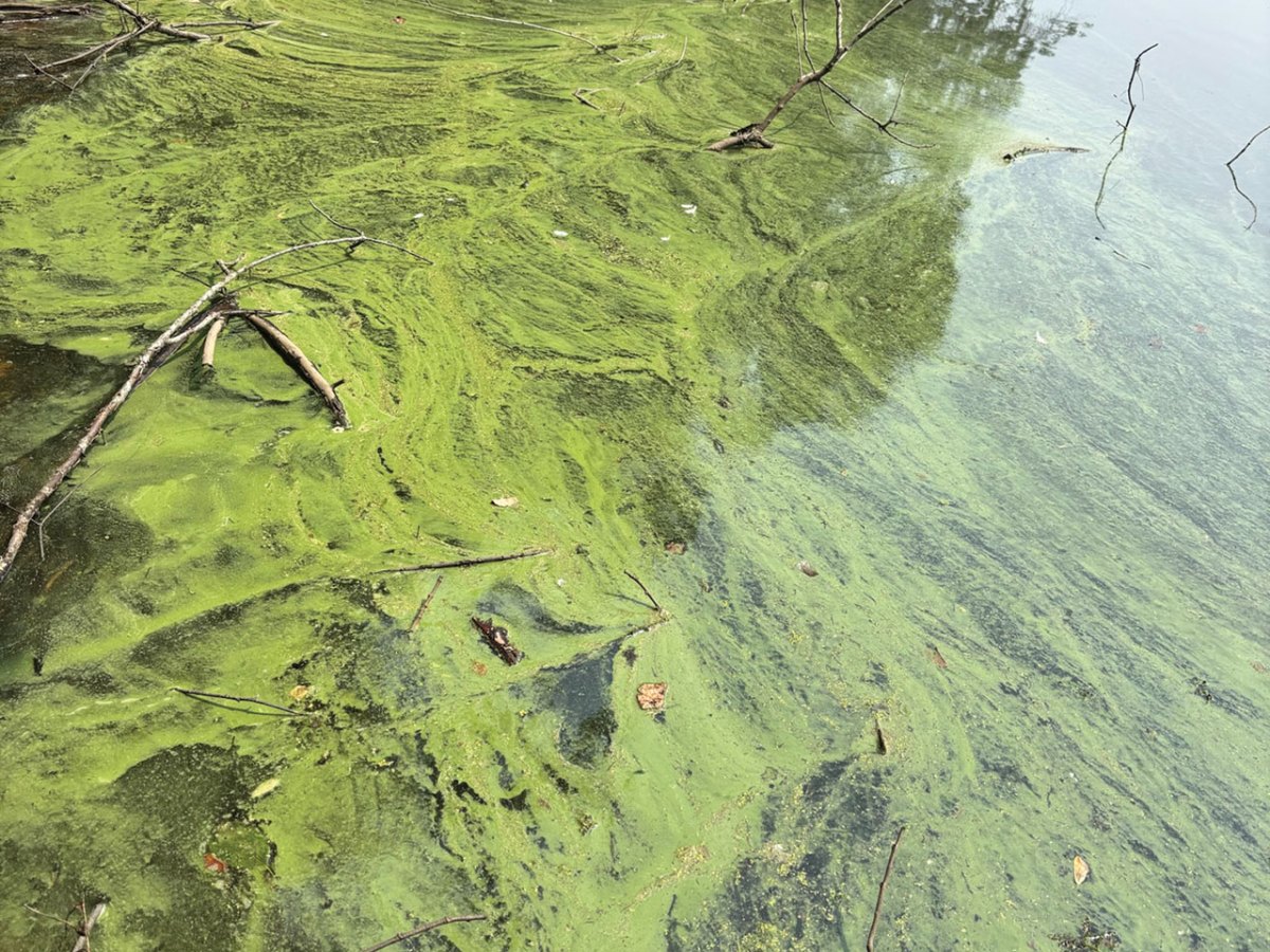 Enhanced Cyanobacteria Research