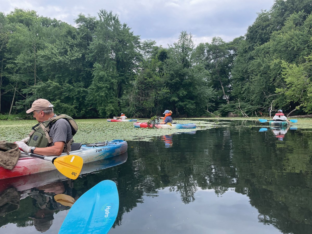 Water Chestnut Control in Barber&nbsp;Pond